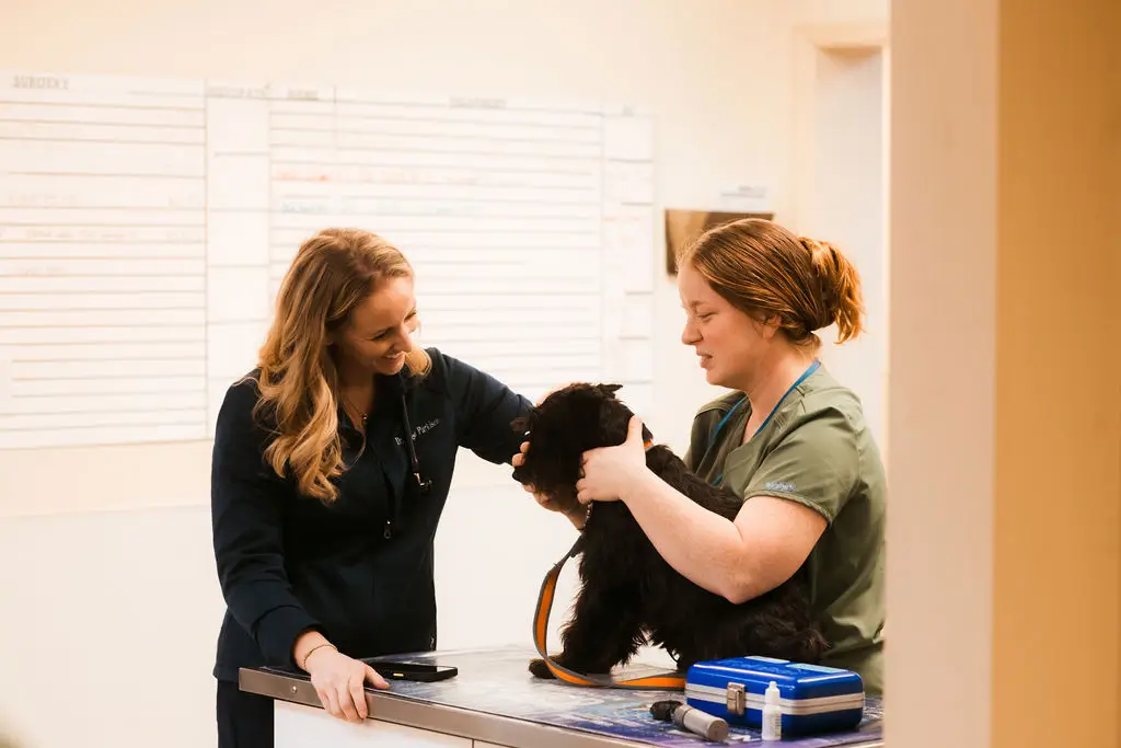 A veterinarian examines a black dog at Tri-County Veterinary Clinic in Sevierville, TN.