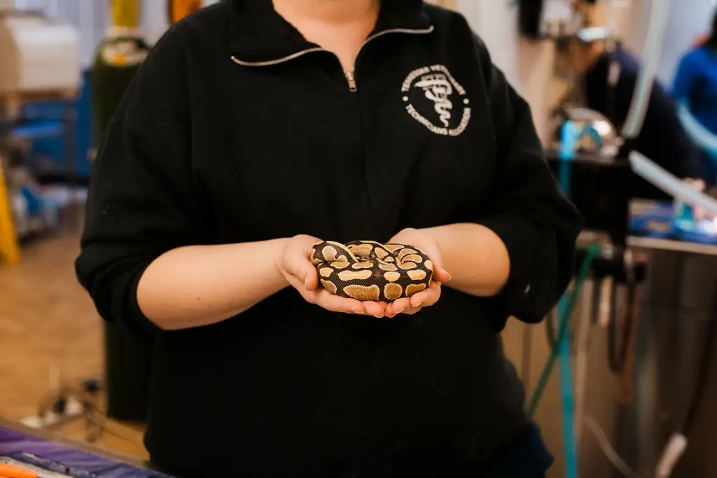Veterinary staff holds a snake in Sevierville, TN.